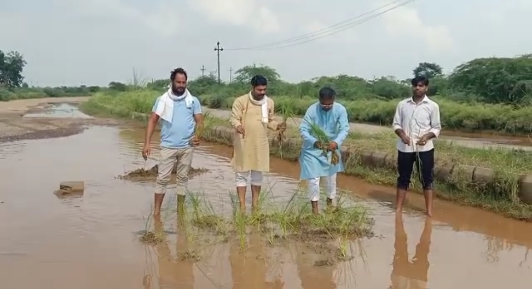 बारिश के बाद सड़क पर गड्डो में भरे पानी मे लगाए धान, सामाजिक कार्यकर्ताओ ने अनोखे अंदाज में जताया विरोध