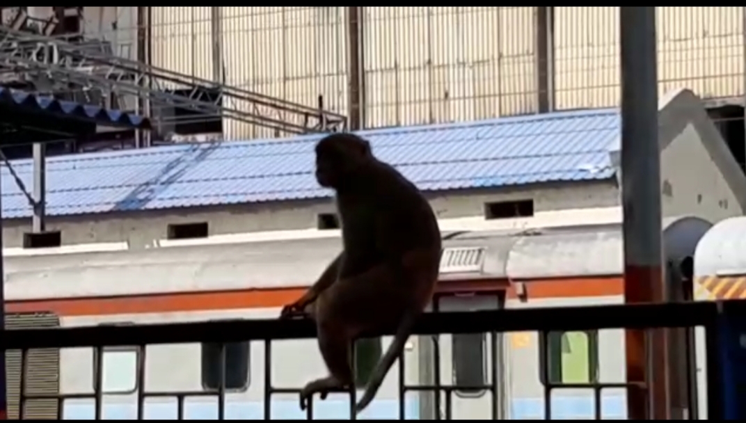 मोदी नगर में बंदरों का आतंक , अस्पताल में नही है इंजेक्शन , संस्थान करेगी बंदरो के खिलाफ धरना प्रदर्शन