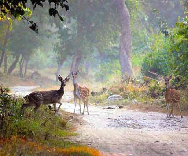 रामनगर के जंगल में आटे में विस्‍फोटक रखकर किया जा रहा है वन्‍यजीवों का शिकार