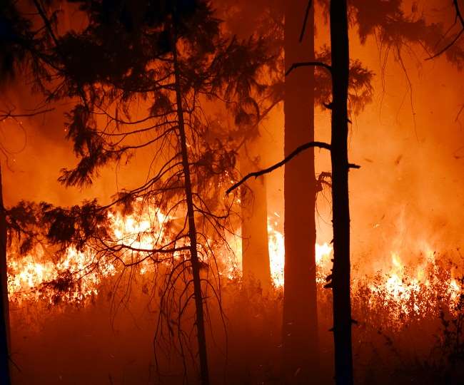 अग्नि सुरक्षा सप्ताह के पहले दिन आधी रात रात तक नैनीताल से सटे जंगलों की आग बुझाने के लिए जूझते रहे फायर कर्मचारी