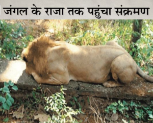 जयपुर चिड़ियाघर के बब्बर शेर त्रिपुर की कोरोना रिपोर्ट आई पॉजिटिव