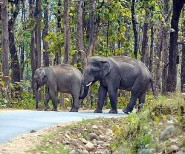 जंगल गए बुजुर्ग को हाथी ने पटक-पटक कर मार डाला