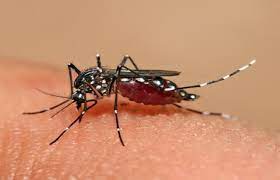 नोएडा में डेंगू के मरीज 400 के पार