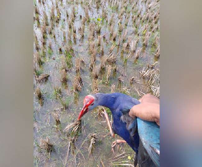 त्रिपुरा के उदयपुर झील में मिले कई सौ प्रवासी पक्षियों के शव