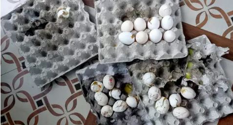 नौहिालों की सेहत से खिलवाड़,निदेशालय ने भेजे सड़े अंडे