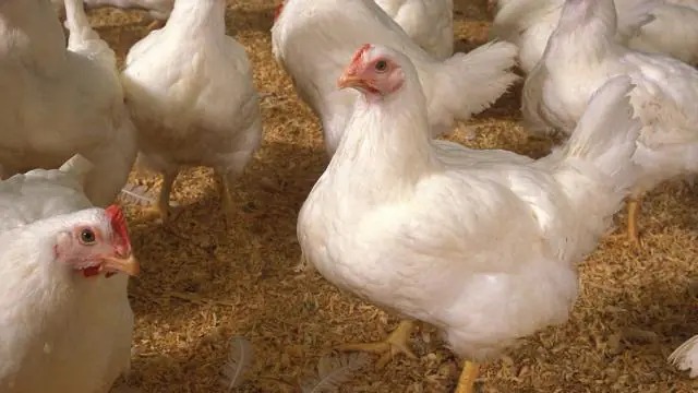 मलेशिया ने चिकन निर्यात पर प्रतिबंध लगाया, सिंगापुर में संकट