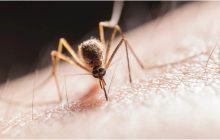 कई लोगों को मच्छर ज्यादा काटते हैं, जानें क्या है इसकी खास वजह ?