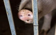 केरल के वायनाड में ‘अफ्रीकी स्वाइन बुखार’ ने दी दस्तक, सरकार मारेगी 300 सूअर