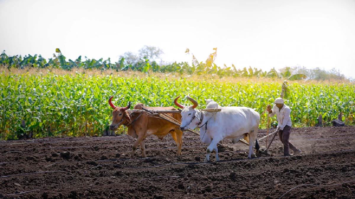 मोदी कैबिनेट के फैसले से छोटे किसानों को बड़ी राहत, कम अवधि के कृषि लोन पर 1.5 फीसदी ब्याज सरकार देगी