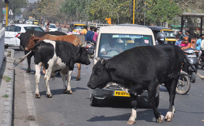 आवारा पशुओं के कारण हमीरपुर में खूनी हुआ हाईवे, जानिए अब तक कितने हादसे हुए और कितनी जानें गईं