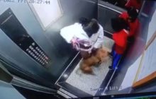 नोएडा की एक सोसाइटी की लिफ्ट में दो बच्चों पर पालतू डॉग ने हमला किया