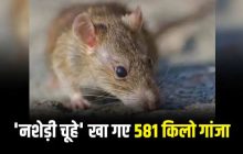 'नशेड़ी चूहे' खा गए 581 किलो गांजा, पुलिस की हैरान करने वाली रिपोर्ट, कोर्ट ने कहा- सबूत दें