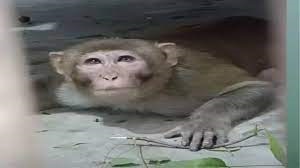 बंदर बने आफत,पांच साल से पकड़ने के लिए नहीं चला अभियान