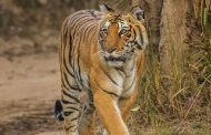 भारत में हैं दुनिया के 70 फीसदी बाघ, केंद्र सरकार ने सुप्रीम कोर्ट को दी जानकारी
