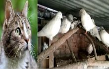 रास्ते के विवाद में बेजुबानों की चढ़ी बलि, गायब हुई बिल्ली तो 35 कबूतरों की कर दी हत्या, मामला पहुंचा थाने