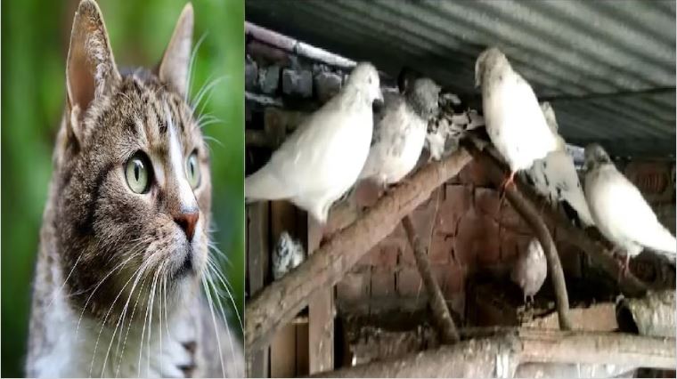 रास्ते के विवाद में बेजुबानों की चढ़ी बलि, गायब हुई बिल्ली तो 35 कबूतरों की कर दी हत्या, मामला पहुंचा थाने