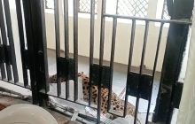 गाजियाबाद कोर्ट में घुसा तेंदुआ: 4 घंटे बाद पकड़ा गया; 5 लोगों पर मारा झपट्टा, वकीलों ने भागकर बचाई जान