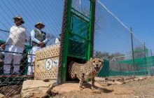 कूनो नेशनल पार्क में छोड़े गए 12 चीते, CM शिवराज बोले- पर्यावरण और वन्य जीव की रक्षा PM मोदी का विजन