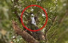 11 बार नहीं सुनी फरियाद, 12वीं बार थाने में पेड़ पर चढ़ कर बोली- कर लूंगी सुसाइड