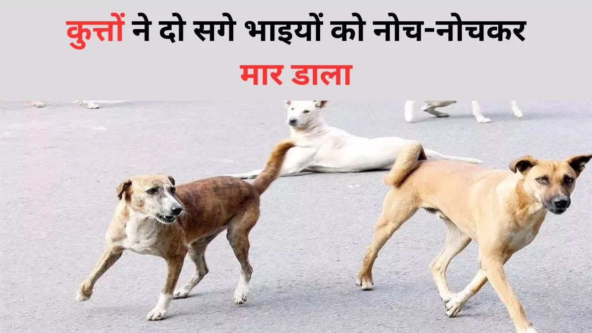 दिल्ली में आवारा कुत्तों का आतंक; दो सगे भाइयों को नोच-नोचकर मार डाला, शरीर के किए कई टुकड़े