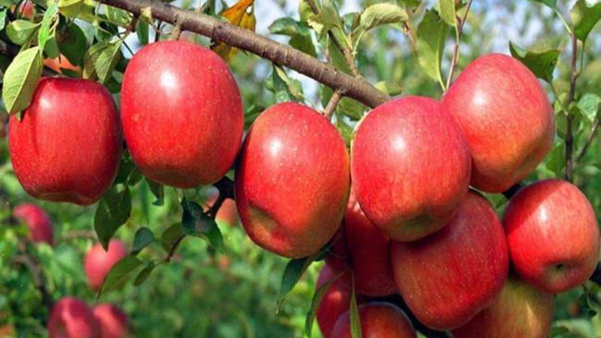 किसानों के लिए खुशखबरी! सरकार ने 50 रुपये किलो से कम के भाव पर सेब के आयात पर लगाई पाबंदी
