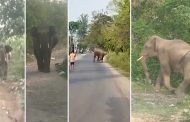 दूधली-मोथरोवाला मार्ग पर आ धमका हाथी, लोगों के पीछे दौड़ा तो मच गई अफरा-तफरी