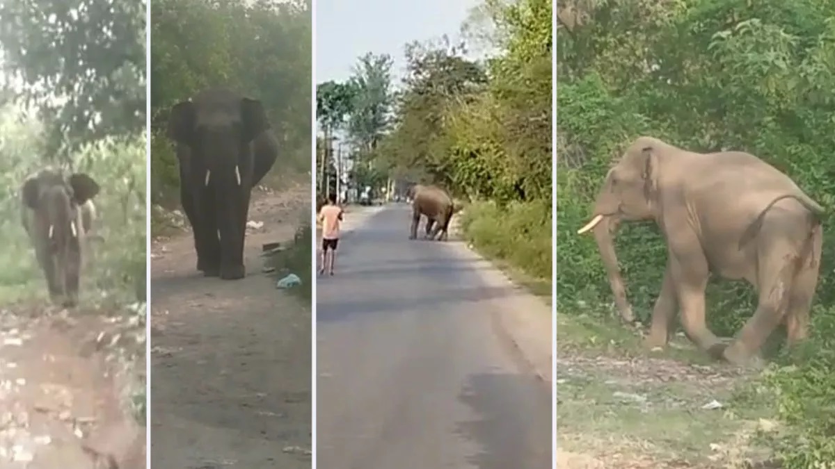 दूधली-मोथरोवाला मार्ग पर आ धमका हाथी, लोगों के पीछे दौड़ा तो मच गई अफरा-तफरी
