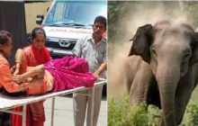 जंगल में गयी महिला को हाथी ने दौड़ाया, फिर सूंड से उठाकर पटका, अस्पताल में भर्ती