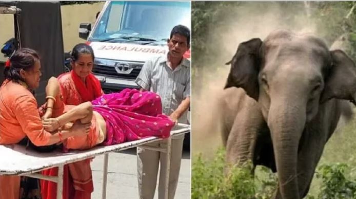 जंगल में गयी महिला को हाथी ने दौड़ाया, फिर सूंड से उठाकर पटका, अस्पताल में भर्ती