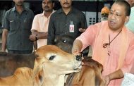 सीएम योगी का फैसला: स्वदेशी गाय की खरीद पर परिवहन और बीमा का खर्च उठाएगी यूपी सरकार, 80 हजार तक की मिलेगी मदद