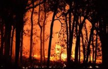 कनाडा के जंगलों में लगी भीषण आग हुई बेकाबू, रिहायशी इलाकों में पहुंची; 20 हजार लोगों ने छोड़ा अपना ठिकाना