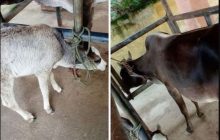 शर्मानक! बरेली में गाय और उसकी बछिया से दुष्कर्म, इलाज के लिए भेजा गया अस्पताल