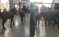 यात्रियों की भीड़ और कानपुर रेलवे स्टेशन पर दौड़ने लगे घोड़े, VIDEO देख रह जाएंगे हैरान
