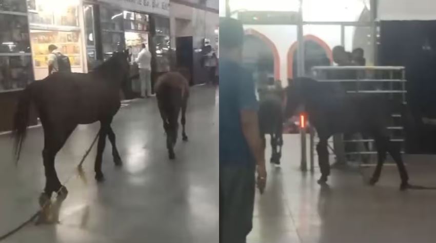 यात्रियों की भीड़ और कानपुर रेलवे स्टेशन पर दौड़ने लगे घोड़े, VIDEO देख रह जाएंगे हैरान