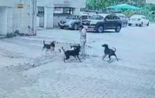 गाजियाबाद में फिर दिखा कुत्तों का आतंक, डिलीवरी बॉय ने ऐसे बचाई बच्ची की जान