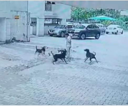 गाजियाबाद में फिर दिखा कुत्तों का आतंक, डिलीवरी बॉय ने ऐसे बचाई बच्ची की जान