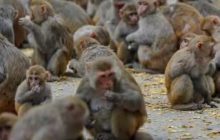 देहरादून में 15 बंदरों का शव मिलने से हड़कंप, विसरा रखा गया सुरक्षित, वन विभाग ने दर्ज कराई FIR