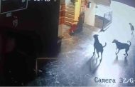 दिल्लीः सोसाइटी में आवारा कुत्तों ने महिला पर किया हमला, टूटी पैर की हड्डी
