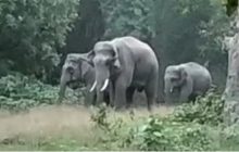 Pilibhit News: नेपाली हाथियों का आतंक, तीन किसानों को कुचला; एक की मौत