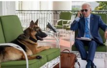 बेकाबू हुआ अमेरिकी राष्ट्रपति जो बाइडेन का कुत्ता ‘कमांडर’, 11वें शिकार बने सीक्रेट सर्विस एजेंट