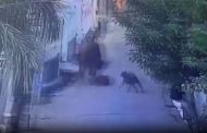 ग्रेटर नोएडा में स्कूल जा रही 8 साल की बच्ची पर सांड ने किया हमला, देखें वीडियो