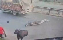 नेशनल हाईवे पर आवारा पशु से टकराकर सड़क पर गिरा बाइक सवार, ट्रक के नीचे आने से हुई मौत