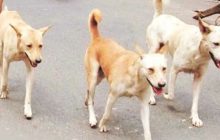 ग्नेटर नोएडा में स्कूल से लौट रहे 10 साल के मासूम को कुत्तों ने दौड़ाया, हाथ में आया फ्रैक्चर