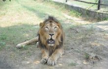 इटावा लॉयन सफारी में 'बाहुबली' बब्बर शेर की मौत, डेढ़ साल से था बीमार