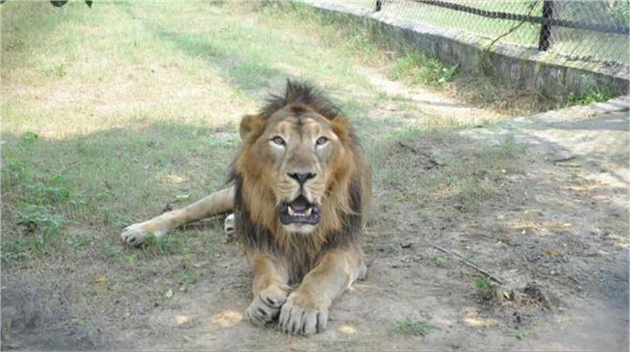 इटावा लॉयन सफारी में 'बाहुबली' बब्बर शेर की मौत, डेढ़ साल से था बीमार