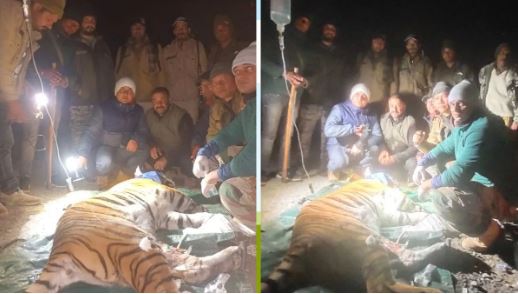 आदमखोर के आतंक का अंत: पकड़ा गया तीन महिलाओं को मारने वाला बाघ, वन विभाग का पूरी रात चला रेस्क्यू ऑपरेशन