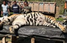 Uttarakhand: सड़क किनारे मिला बाघ का शव, वनकर्मी मामले को दबाए रहे...पता लगने पर बोले- आपसी संघर्ष में मौत