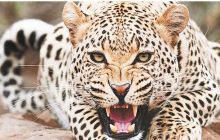 Leopard Terror: दो मासूम बच्चों के हत्यारे आदमखोर तेंदुए को देखते ही गोली मारने के आदेश