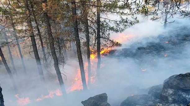 उत्तराखंड में बेकाबू हुई जंगल की आग, अलग-अलग वनों में धधक रही वनाग्नि; 24 घंटे में प्रदेश में 40 नई घटनाएं